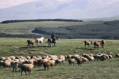 Horses grazing in a field