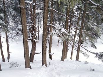 Trees on snow covered landscape during winter