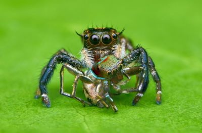 Close-up of spider