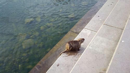 Close-up side view of a rat