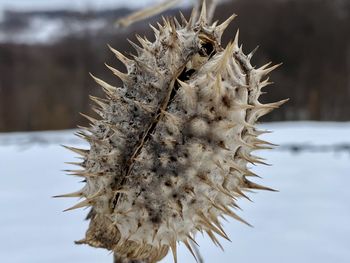 Dried plant in the winter