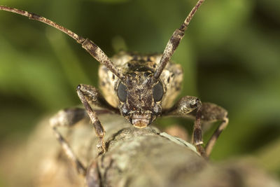 Close-up of insect on leaf