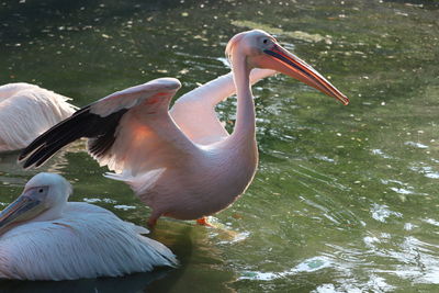 View of pelican in lake