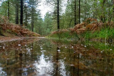 Scenic view of forest