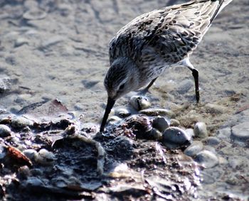 Close-up of duck drinking water on rock