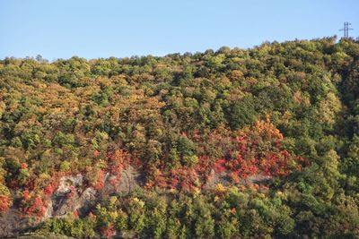 Scenic view of trees