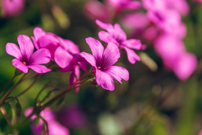 Flowers of pink-sorrel or windowbox wood-sorrel, oxalis articulata savigny. good luck plant.