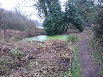 Scenic view of lake by trees against sky