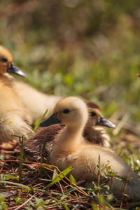 Close-up of birds in nest