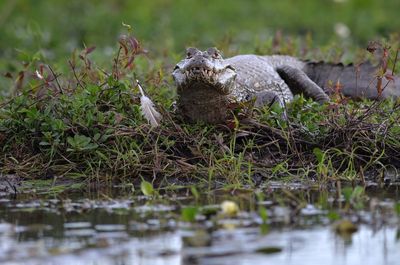 Close-up of frog on field