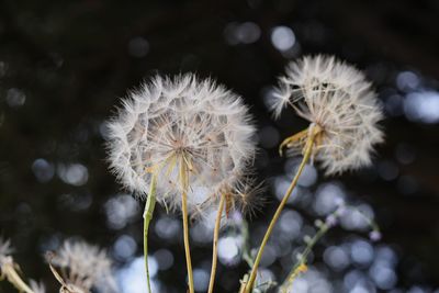 Close-up of dandelion against blurred background