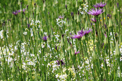 Close-up of purple flowering plants on field