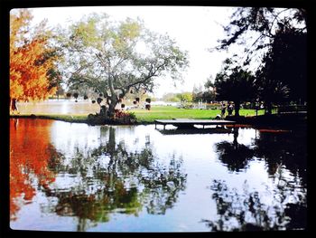 Reflection of trees in water