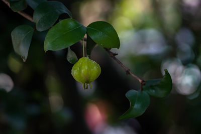 Close-up of fruits growing on tree