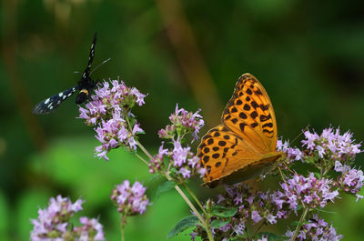 Butterfly pollinating on purple flower