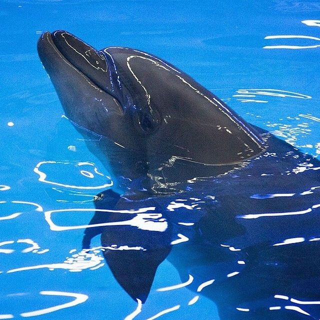 blue, water, high angle view, turquoise colored, nature, swimming pool, underwater, close-up, day, pattern, no people, beauty in nature, outdoors, sea, fish, sunlight, natural pattern, sea life, tranquility, creativity