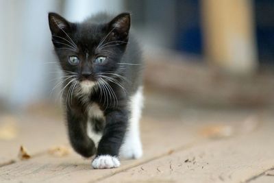 Close-up of black kitten walking on boardwalk