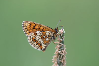 Close-up of butterfly on leaf