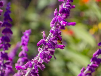 Close-up of purple flowering plant