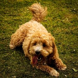 Close-up of dog on grass