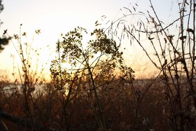 Silhouette trees on field against sky at sunset