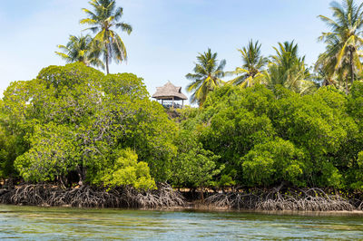 Scenic view of palm trees by sea against sky