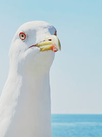 Close-up of seagull against sky