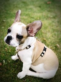 Close-up of dog looking away on field