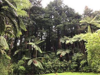 Plants and trees in forest