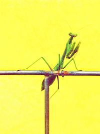 Close-up of insect on yellow wall