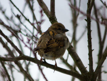 Close-up of bird perching on twig