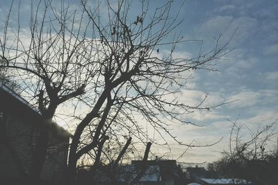 Low angle view of bare trees against sky