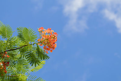 Low angle view of flowering plant against blue sky