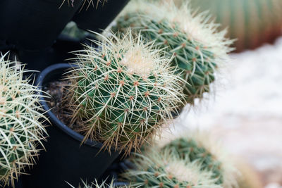 Close-up of cactus plant