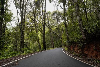 Empty road amidst trees in forest