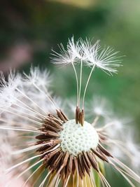 Close-up of dandelion on plant
