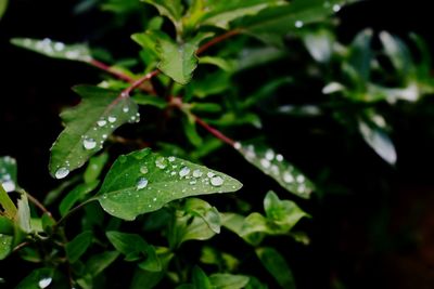 Close-up of raindrops on leaves