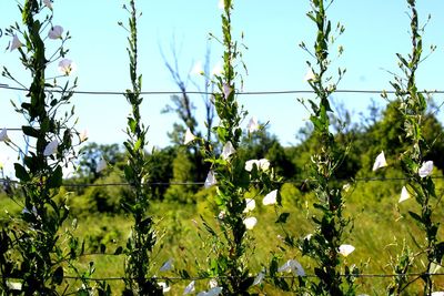 Low angle view of flowering plants against sky