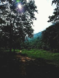 Trees in forest against sky