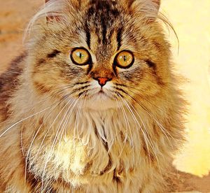 Close-up portrait of cat