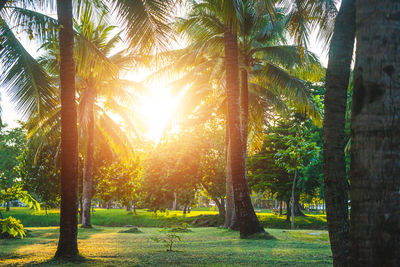 Trees in park