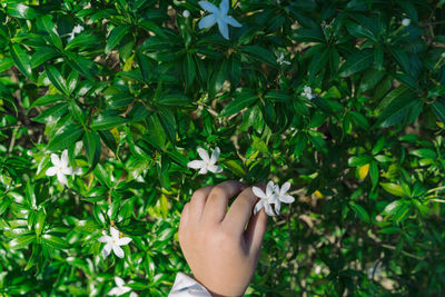 Cropped hand of girl picking white flower