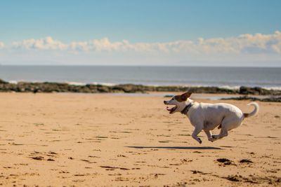 Dog on the beach