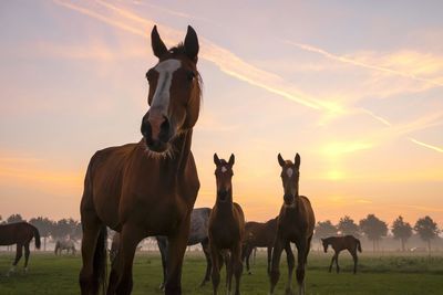 Horses on field against sky during sunset