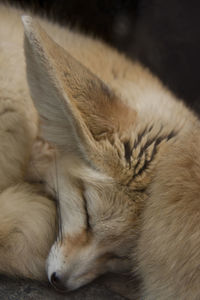 Close-up of cat sleeping