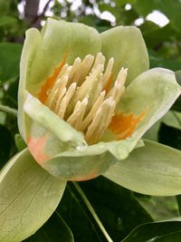 Close-up of flower blooming outdoors