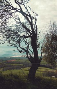 Bare trees on grassy field