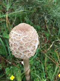 Close-up of mushroom growing on plant