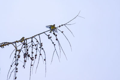 Low angle view of a bird on branch against clear sky