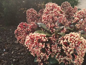 High angle view of pink flowering plant